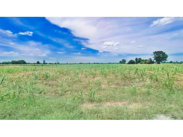 ขายที่ดินสวย จ.สุพรรณ (สด-ผ่อน) บรรยากาศดีทำเลดี เหมาะสร้างบ้านสวนยามเกษียณ