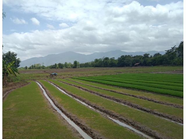 ที่นาบ้านหนองอาบช้าง