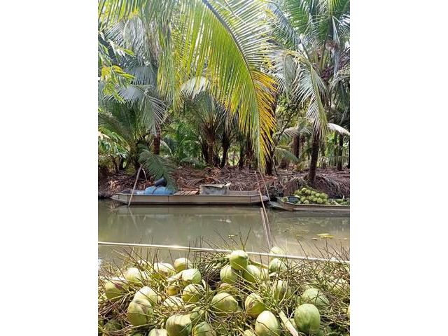 ขายที่ดิน หนองเสือ  4 ไร่ ราคาถูก