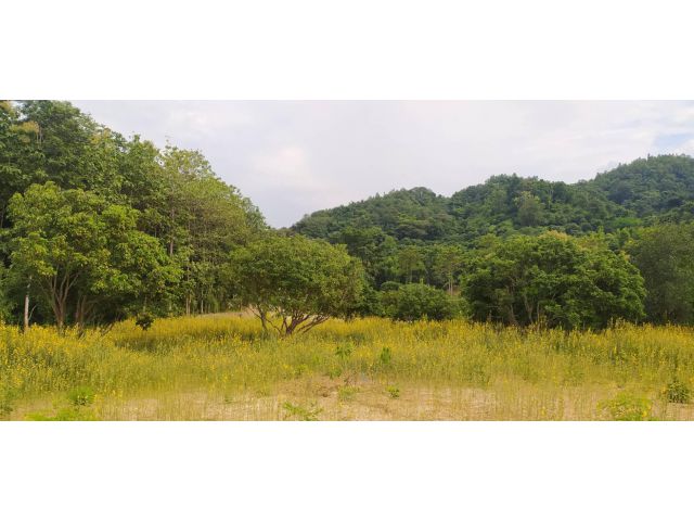 BHD0115 ขายที่ดิน พร้อมเอกสารสิทธฺ์ โฉนด ที่ดินทำเลสวย ที่ดินมีขนาด 3 ไร่ 65  ตรว