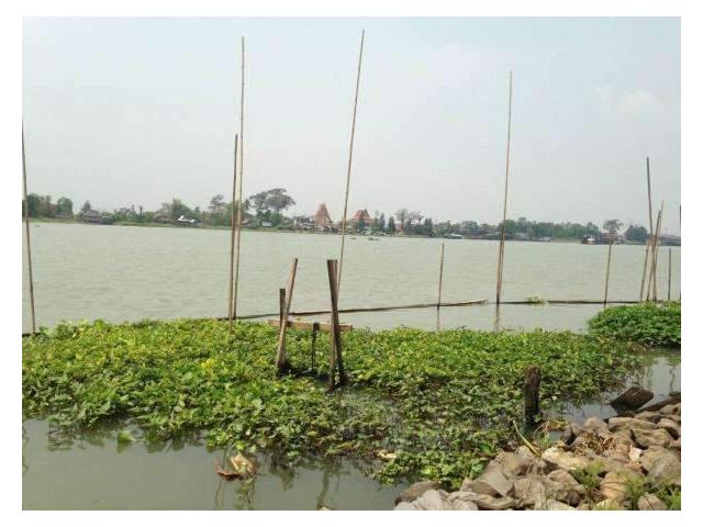 L643 ขายที่ดิน 169 ตรว. ริมแม่น้ำเจ้าพระยา วิวแม่น้ำ บ้านปทุม สามโคก ปทุมธานี