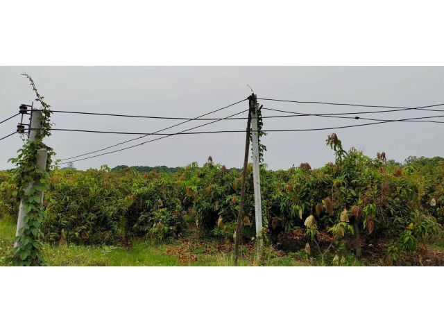 ที่ดินท่าวังผาง ป่าซาง ลำพูน 609 ไร่