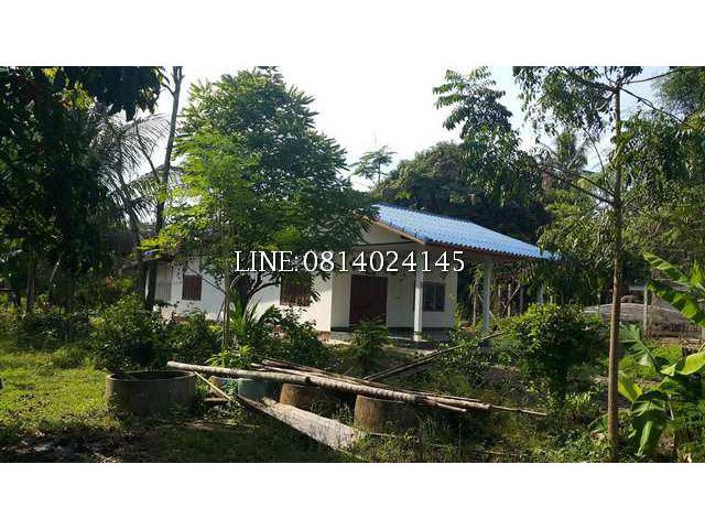 ขายที่ดิน 323 ตรว. แถมบ้าน อ.พรหมพิราม จ.พิษณุโลก