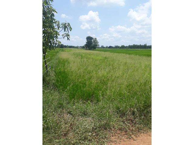 9B8MG0005 ขายที่ดิน พร้อมเอกสารสิทธฺ์ โฉนด  ที่ดินทำเลสวย ที่ดินมีขนาด  3  ไร่  1 งาน 35 ตร.ว.