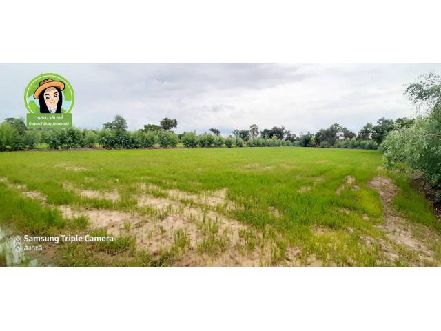 ที่ดินเพื่อการเกษตร/เขื่องใน