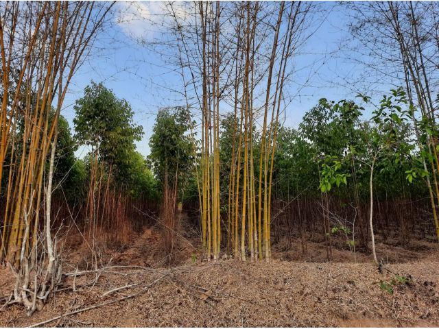 ขายที่ดินประจันตคาม 12 ไร่ ติดคลอง ใกล้ถ.สุวรรณศร33 - 8 กม. เหมาะแก่การทำการเกษตร จ.ปราจีนบุรี