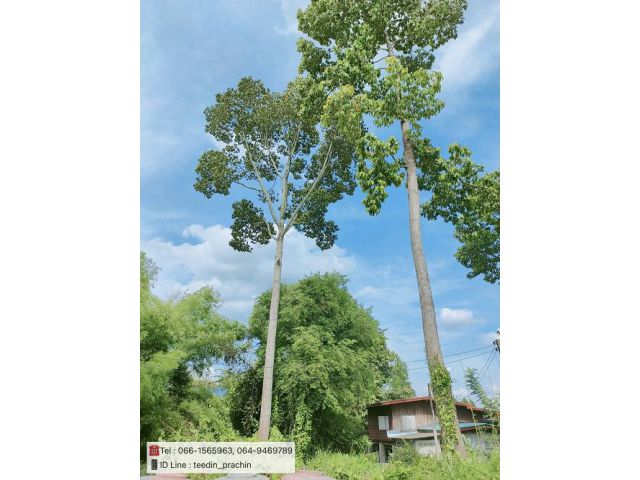 ขายที่ดินแปลงเล็กๆ ราคาถูกๆ ที่กลางหมู่บ้าน น้ำ ไฟฟ้าพร้อม เนื้อที่ 70 ตรว. ราคา 170,000 บาทเท่านั้น