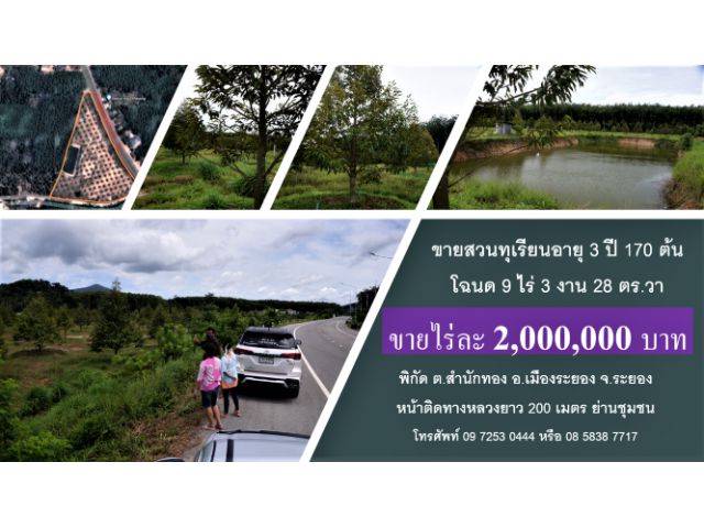 #ขายสวนทุเรียน 3 ปี 170 ต้น #โฉนด 9 ไร่เศษ #พิกัด ต.สำนักทอง อ.เมืองระยอง #2 ล้านบาท/ไร่ #ย่านชุมชนไม่ไกลกรุงเทพ