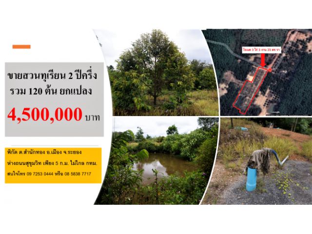 #ขายสวนทุเรียน 2 ปีครึ่ง 120 ต้น #โฉนด 3 ไร่เศษ #พิกัด สำนักทอง อ.เมือง #ระยอง #ยกแปลง 4.5 ล้านบาท #ไม่ไกล กทม. #ไม่รับนายหน้า