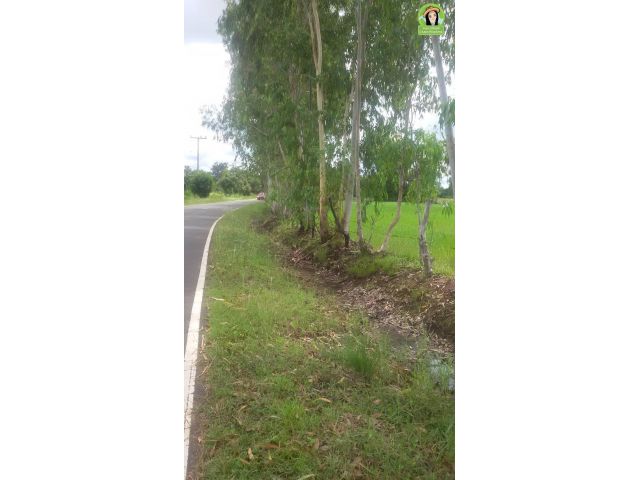 ที่นาติดถนนลาดยาง ห่างชยางกูร 800 เมตร อ.ม่วงสามสิบ/อุบลฯ