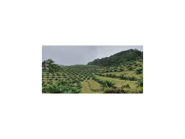 ที่ดินพร้อมสวนปาล์มและสวนยางพารา จังหวัดระนอง