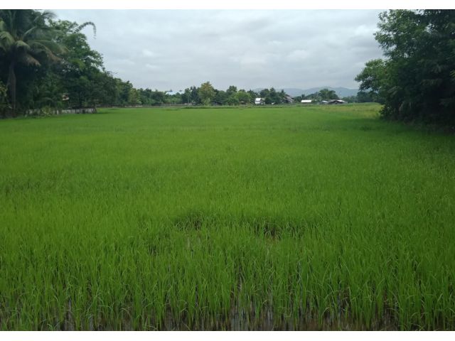 ที่นาติดถนนทางหลวงชนบท ต.เชิงดอย