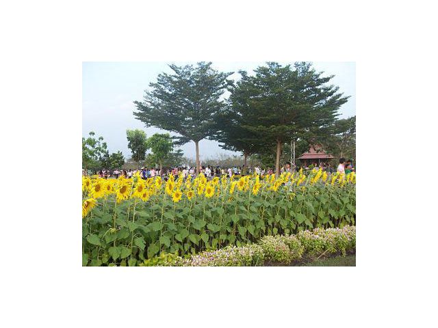 Sale House with nice good location almost 7616 sqm