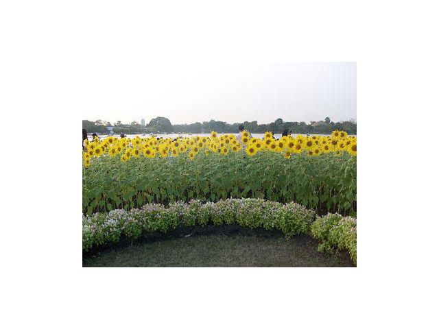 Sale Nice Old House can adapt will be an partment