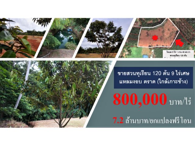 #ขายสวนทุเรียน #โฉนด 9 ไร่เเศษ #พิกัด ต.บางปิด อ.แหลมงอบ #ตราด