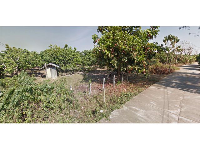 ขายที่ดินพร้อมสวนลำไย อำเภอสันป่าตอง เชียงใหม่ 5.5 กม.จากโรงพยาบาลสันป่าตอง