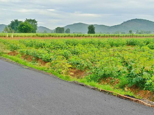 ขายที่ดินวิวเขาสวย 5 ไร่ (ใกล้วัดเขดีสลัก) เหมาะทำบ้านสวนเกษตรผสมผสาน ขุดบ่อทำโคกหนองนา มีน้ำไฟพร้อมโฉนดครุฑแดง