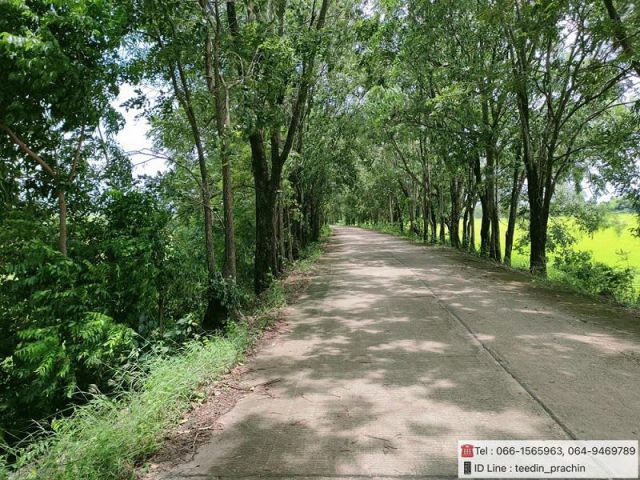 ️ขายที่เขตเมืองปราจีนบุรี ที่มีต้นไม้ล้อมรอบที่ ติดถนน 2 ด้าน อีกด้านติดคลอง เนื้อที่  16-1-91.8 ไร่