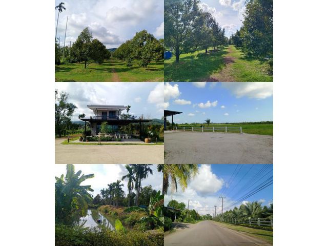 เสนอขายสวนทุเรียนแปลงสวยพร้อมที่นาและบ้านพักตากอากาศ ทำเลดีมากๆ อยู่ห่างถนนสุขุมวิทเพียง 500 เมตรเท่านั้น  เนื้อที่ 33 ไ