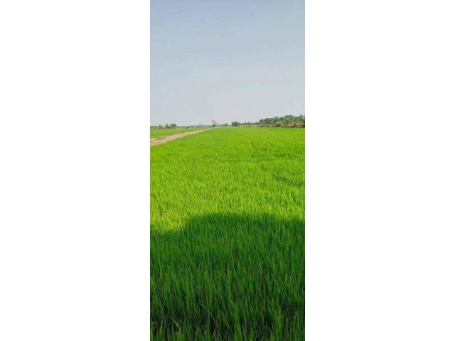 ขายที่ดิน อ.ลาดหลุมแก้ว จ.ปทุมธานี ทุ่งนา ทำเลสวย ราคาถูก