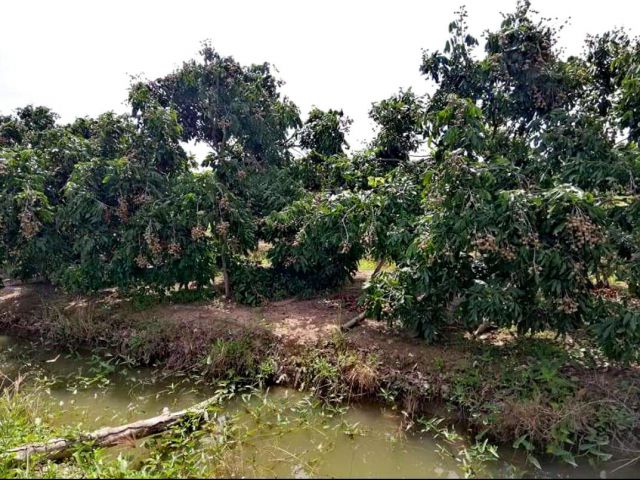 ขายที่ดินพร้อมสวนลำไย เมืองลำพูน 8 กม.จากบิ๊กซี ลำพูน