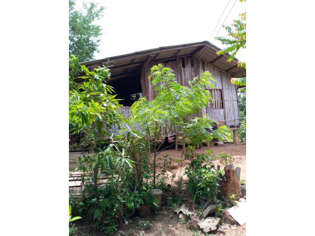 ขายบ้านไม้ไผ่  บ้านแม่ป๋าม ต.ปิงโค้ง อ.เชียงดาว จ.เชียงใหม่ เนื้อที่ประมาณ  250 ตรว.เป็นที่ดินมือเปล่า