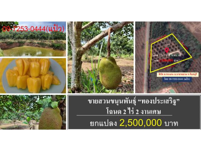 #ทำมาหากิน TumMaHaKin By Kittisak Hankla #ขายสวน #ขนุน #โฉนด 2 ไร่ครึ่ง #พิกัด นายายอาม #จันทบุรี