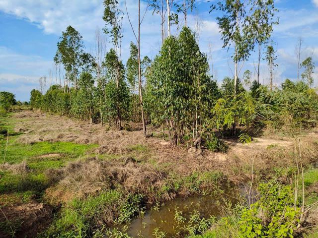 ขายสวนยูคา ขนาด 25 ไร่(โฉนดครุฑแดง)