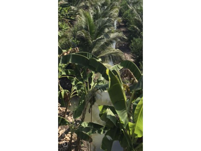 ขายสวนมะพร้าวยกแปลงพร้อมบ้านทรงไทย(พื้นที่รวม 47 ไร่)