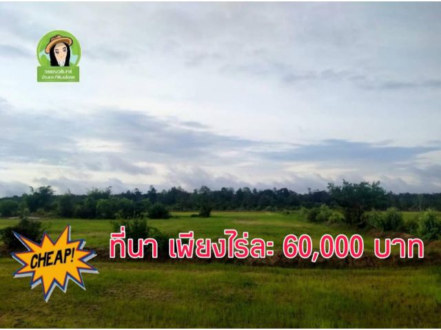 ที่นา อ.คำเขื่อนแก้ว/ยโสธร เพียงไร่ละ 60,000 บาท