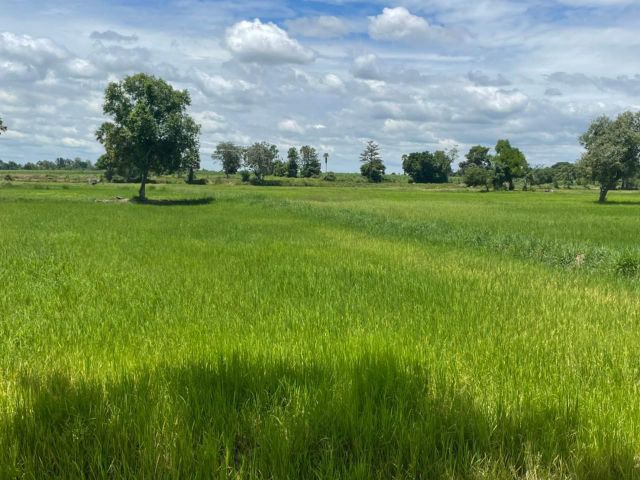 ขายที่ดิน  20-0-26 ไร่ ตำบลใหม่ อำเภอโนนสูง จังหวัดนครราชสีมา