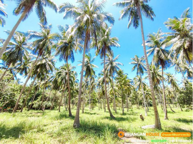 Land For Lease In Koh Phangan