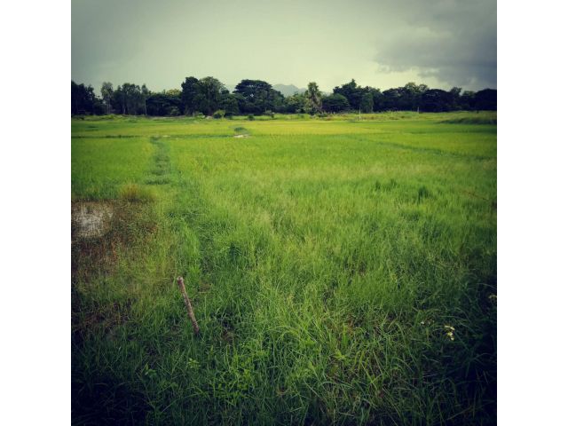ขายที่ดิน 9 ไร่เศษ ขายเหมา 2 ล้านบาท(พร้อมโอน) ตำบลสบปราบ อำเภอสบปราบ จังหวัดลำปาง