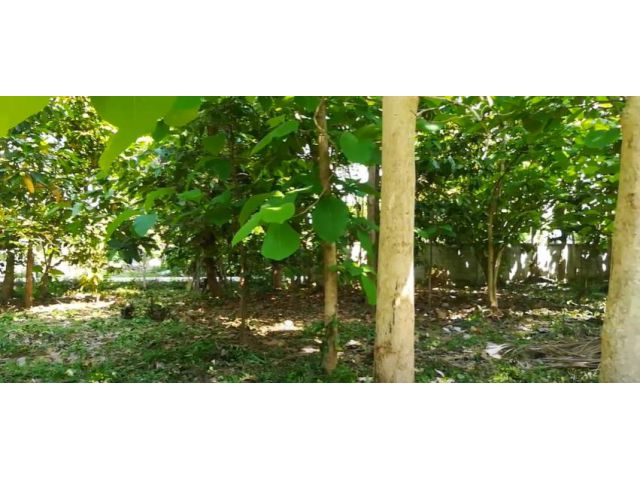 ขายที่ดิน 6 ไร่ ถมแล้ว ติดถนนคอนกรีต ตำบลหัวรอ เมืองพิษณุโลก โทร 0989144208