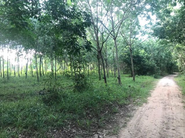 สวนยางพาราน้ำ/ไฟเข้าถึง 2 ไร่ 90 ตร.ว. เพียง 900,000