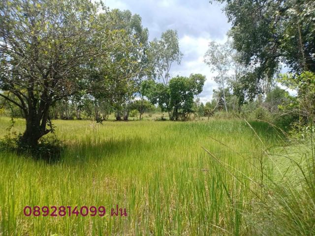 ที่ดิน โซนหนองขอน ราคาถูก 169 ตรว. 185,000 เท่านั้น เอกสารโฉนด