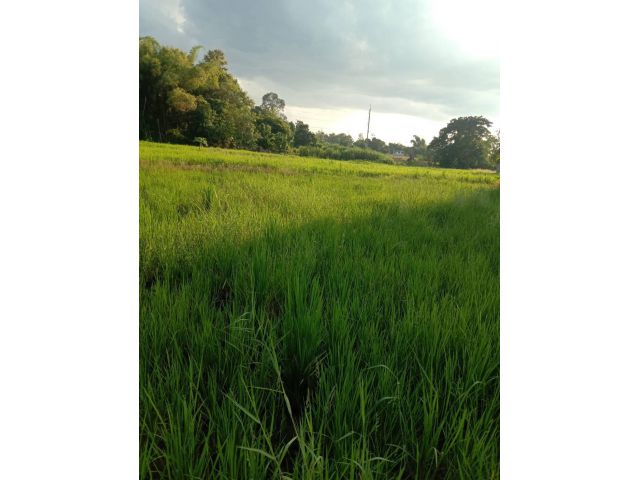 ขายที่ดินเหมาะทำบ้านสวนโคกหนองนา โฉนด 3 ไร่ 3 งาน 80 ตรว. อ.เชียงคาน