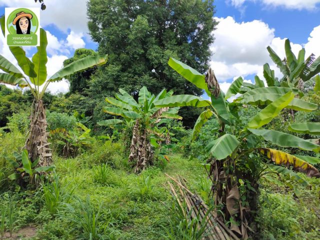 ที่ดิน 1 ไร่บ้านปลาดุก/ใกล้รพ.50 พรรษา