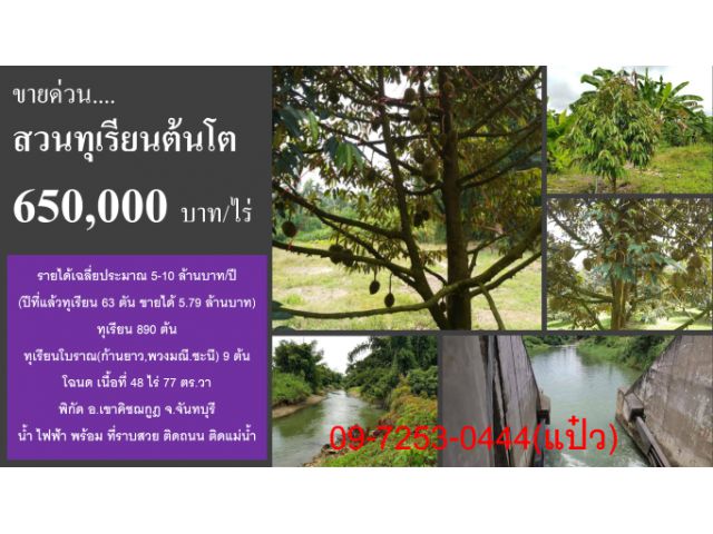 ขายสวนทุเรียนแปลงใหญ่มีลูกแล้ว
