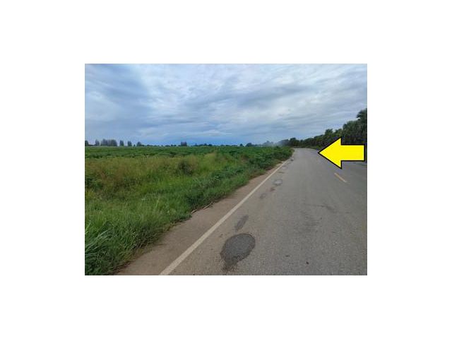 ขายที่ดินไร่ มันสำปะหลัง อ้อย ท่ามวง กาญจนบุรี