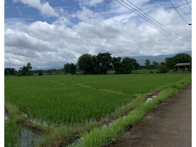 ที่นาวิวดอย เชียงดาว
