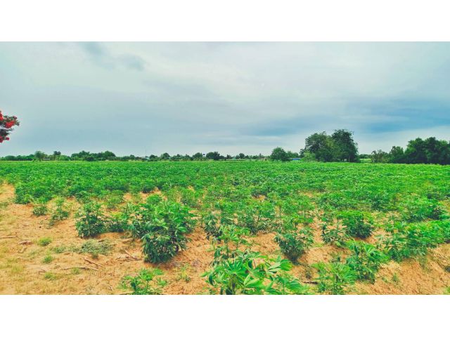 ขายที่ดินวิวเขาสวย เหมาะสร้างบ้านสวนยามเกษียณ โคกหนองนา พื้นที่มีความอุดมสมบูรณ์ดี น้ำไม่ท่วม