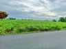 ขายที่ดินวิวเขาสวย เหมาะสร้างบ้านสวนยามเกษียณ โคกหนองนา พื้นที่มีความอุดมสมบูรณ์ดี น้ำไม่ท่วม
