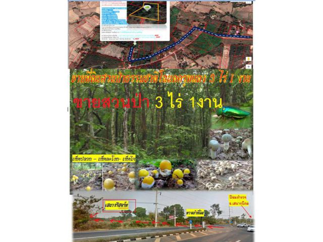 *ขายที่สวนป่าราคาถูกๆ มีไฟฟ้าผ่านสวนป่า ต้นไม้เยอะมากๆๆยังไม่เคยถากถางเดิมๆๆ.ต้นประดู่ ต้นแดง ไม่บก ต้นยางนา ต่อไร่