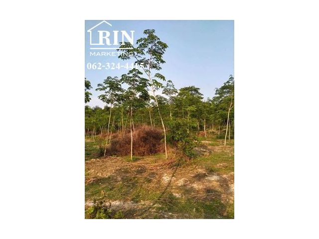 รหัสทรัพย์ :AK120921-03 ขายที่ดินสวนยาง 15 ไร่ ติดคลองสาธารณะประโยชน์ ต.คลองปูน  อ.แกลง ระยอง