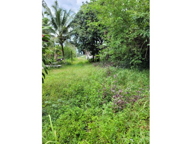 ขายที่ดินราคาถูก ต.ทุ่งตำเสา ทางไปน้ำตกโตนงาช้าง