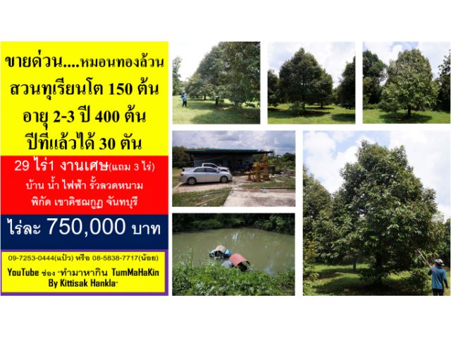 #ขายด่วนก่อนทำดอก #ลูกชาวสวนทุเรียน #หมอนล้วนโตได้ลูก #โฉนด 29 ไร่เศษ #พิกัด เขาคิชฌกูฏ #จันทบุรี #ไร่ละ 7.5 แสน (EP1)