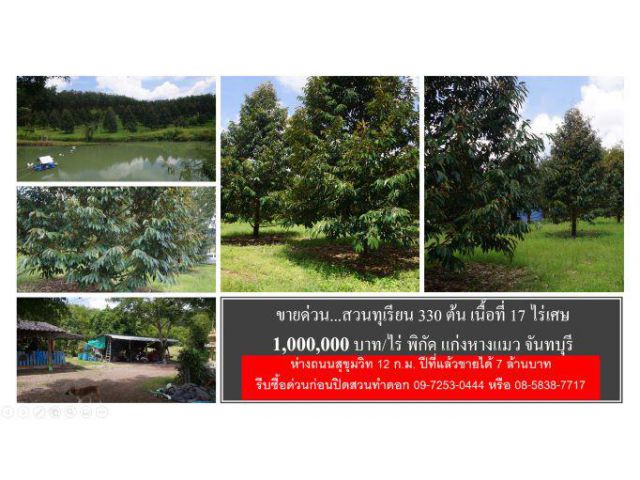 #รีบซื้อก่อนปิดสวนทำดอก #ลูกชาวสวนทุเรียน #อยากขาย #โฉนด 17 ไร่เศษ #พิกัด แก่งหางแมว #จันทบุรี #ไร่ละ 1 ล้านบาท