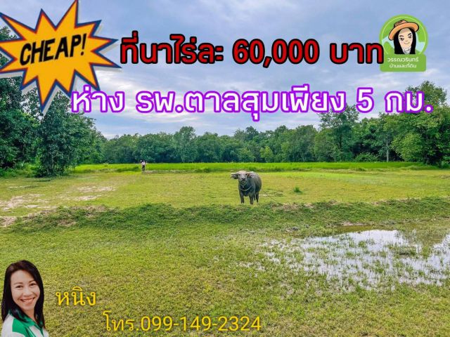ที่นาอำเภอตาลสุมไร่ละ 60,000 บาท
