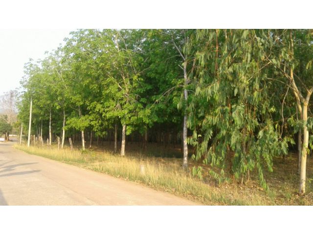 ขายสวนยางรายได้เดือนละ 30,000 ค่ะ